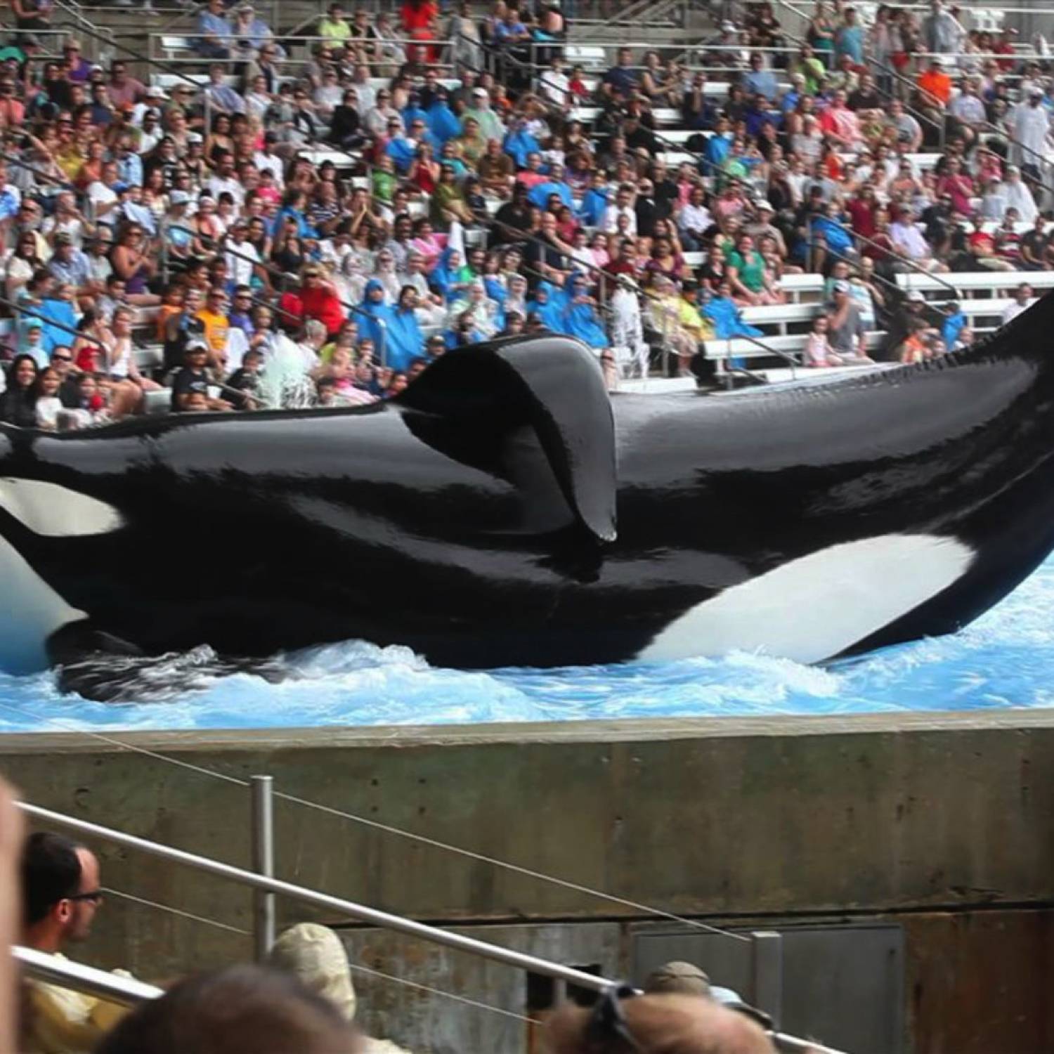 Tilikum photo